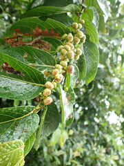 Glochidion zeylanicum