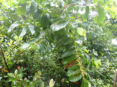 Glochidion zeylanicum