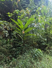 Alpinia