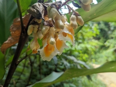 Alpinia