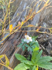 Anemonoides nemorosa