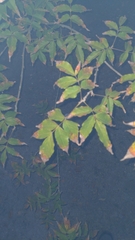 Ungnadia speciosa