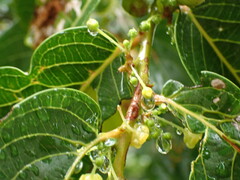 Glochidion zeylanicum