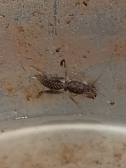 Neoscapteriscus borellii