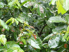 Glochidion zeylanicum