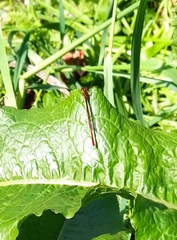 Xanthocnemis zealandica