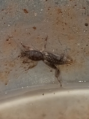 Neoscapteriscus borellii