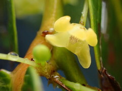 Glochidion zeylanicum