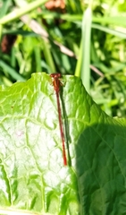 Xanthocnemis zealandica