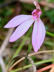 Caladenia