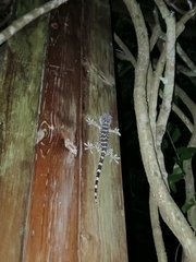 Gekko gecko