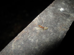 Cryptamorpha desjardinsi