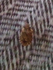 Sciocoris sideritidis