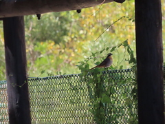 Cossypha caffra caffra