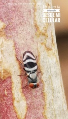 Ulidiidae