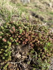 Sedum anglicum