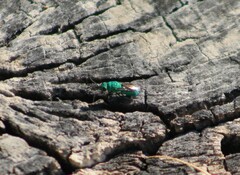 Chrysidinae