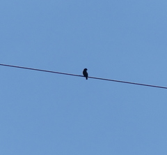 Eurystomus orientalis