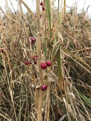 Polygonatum verticillatum