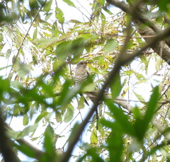 Cuculus poliocephalus