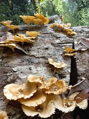 Basidiomycota