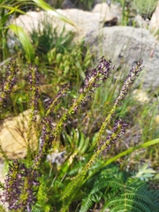 Microdon dubius