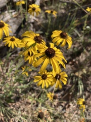 Rudbeckia missouriensis