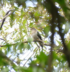 Cuculus poliocephalus