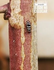 Ulidiidae