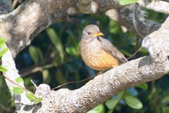 Turdus olivaceus olivaceus