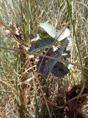 Podosphaera ferruginea