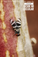Ulidiidae