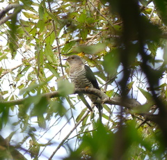 Cuculus poliocephalus