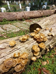 Basidiomycota