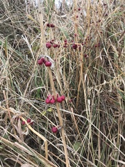 Polygonatum verticillatum
