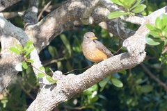Turdus olivaceus olivaceus