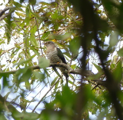 Cuculus poliocephalus
