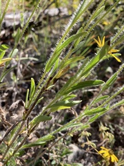 Rudbeckia missouriensis