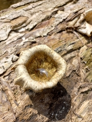 Basidiomycota