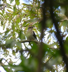 Cuculus poliocephalus