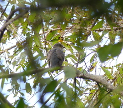 Cuculus poliocephalus