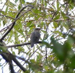 Cuculus poliocephalus