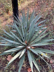 Yucca filamentosa