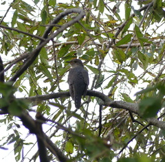 Cuculus poliocephalus