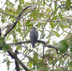 Cuculus poliocephalus