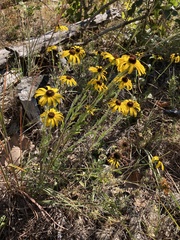 Rudbeckia missouriensis