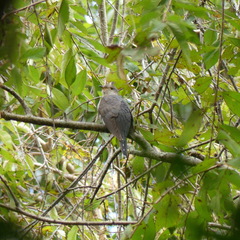 Cuculus poliocephalus