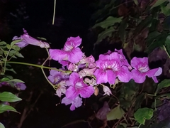 Podranea ricasoliana