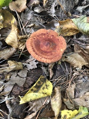 Paxillus involutus