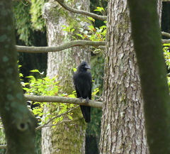 Corvus macrorhynchos